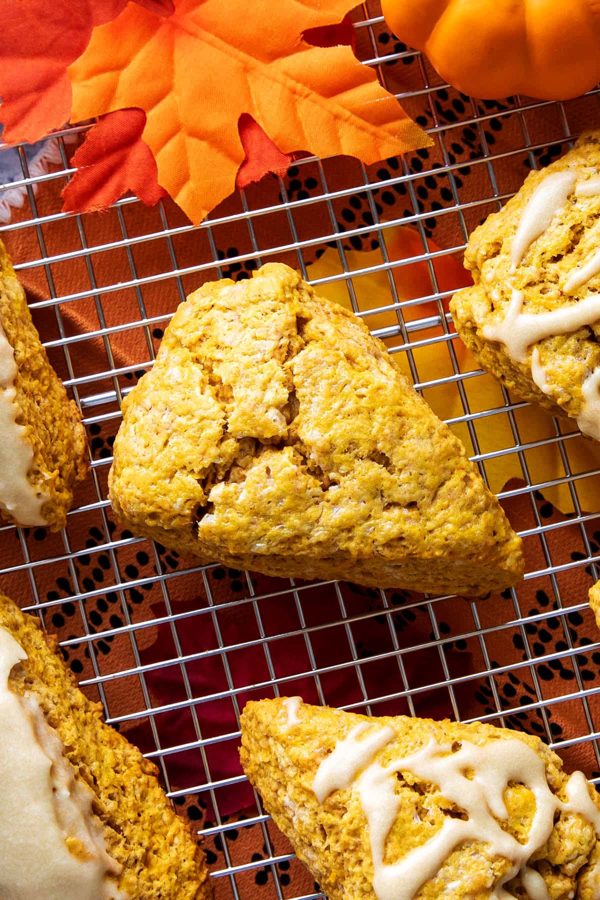 Crumbly edged pumpkin scone with a cracked top and sugar on top