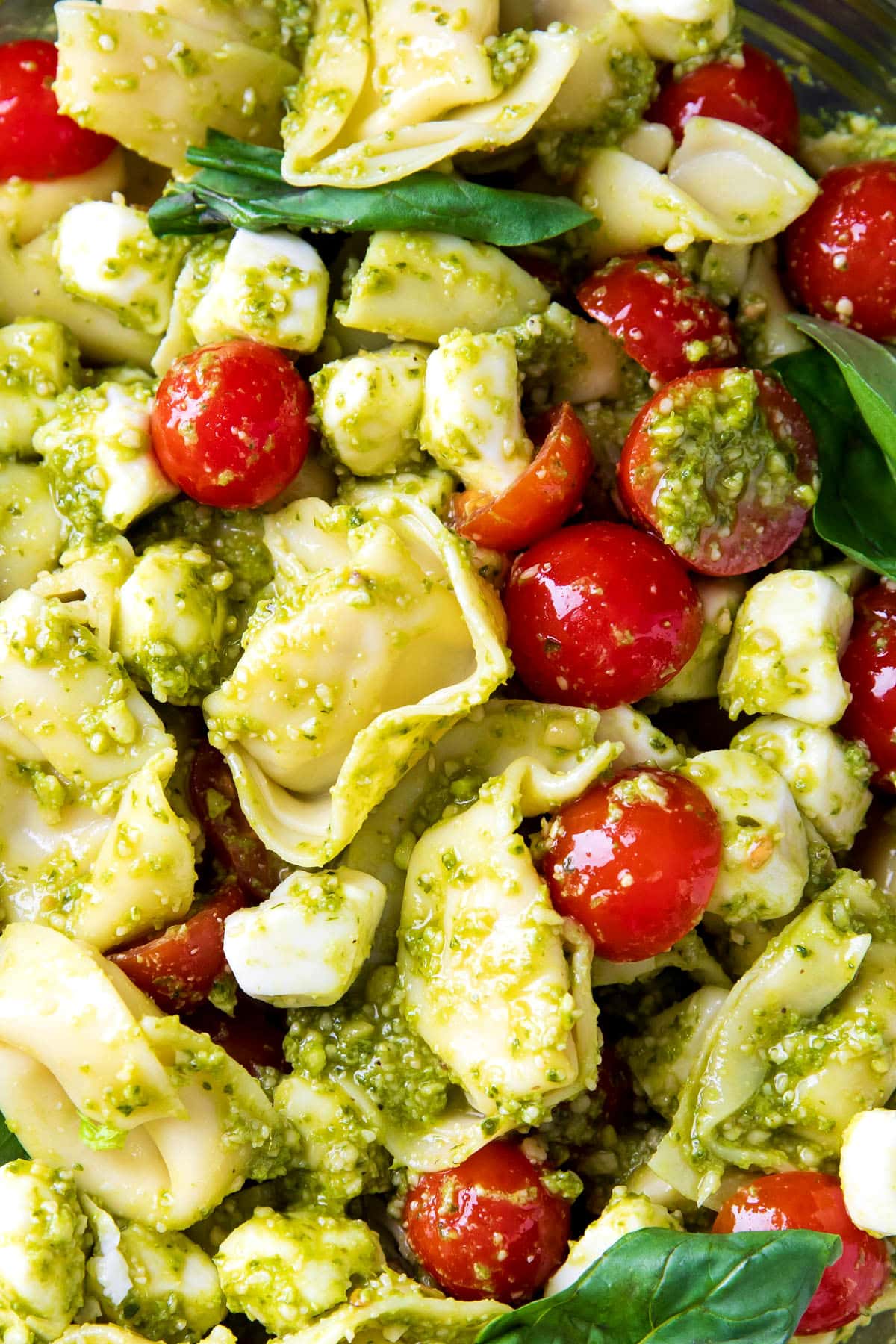 Close up of cold tortellini pasta salad with pesto sauce, tortellini, and basil.